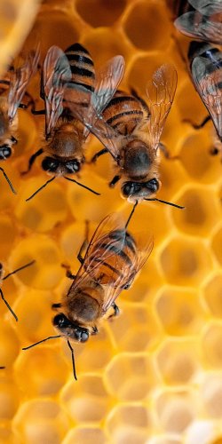 german-bee